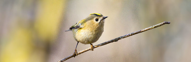 Wintergoldhähnchen