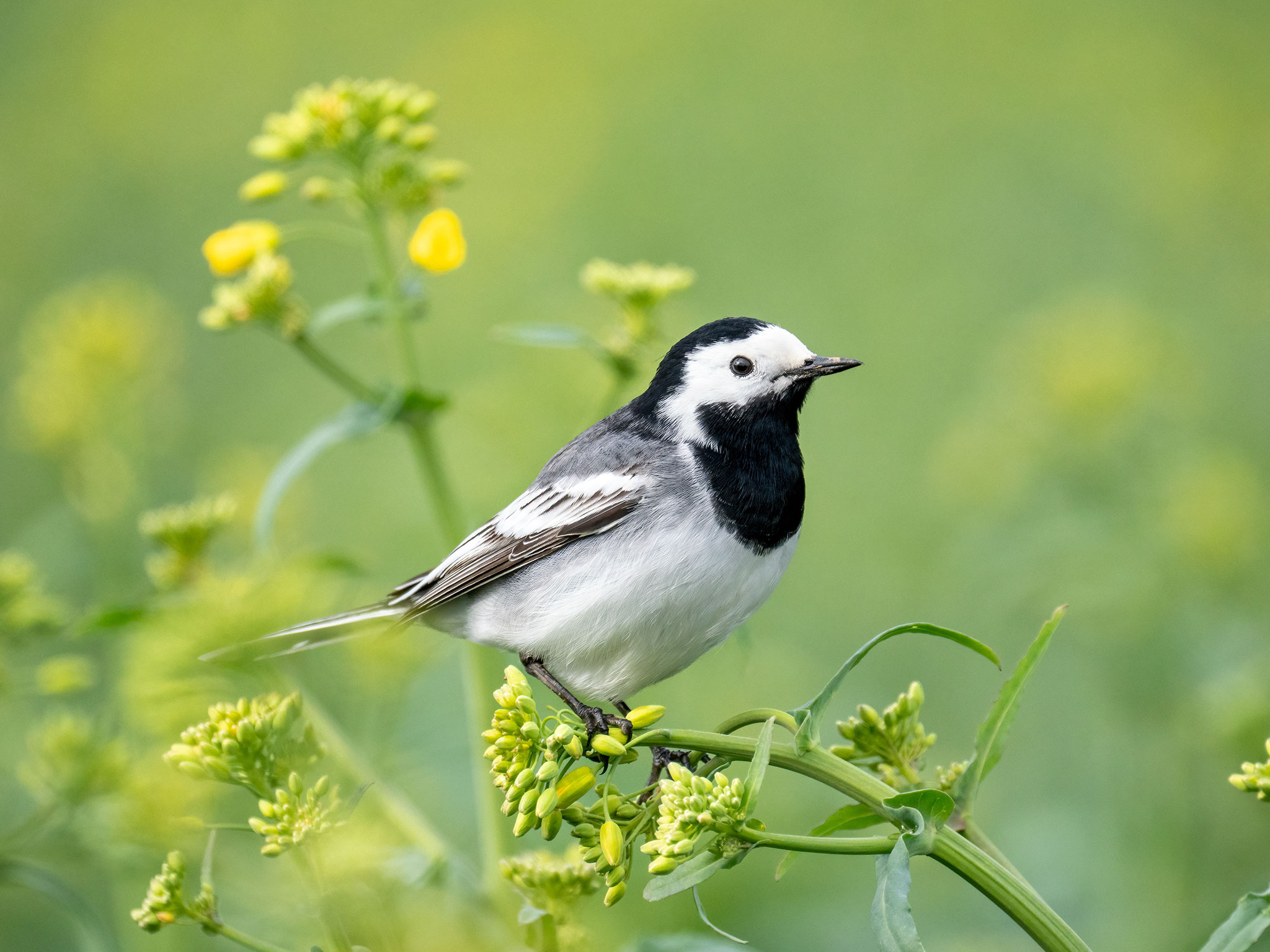 Bachstelze (Motacilla alba)