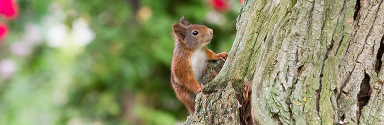 Eichhörnchen