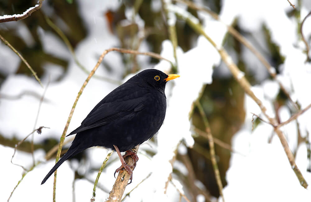 Amsel