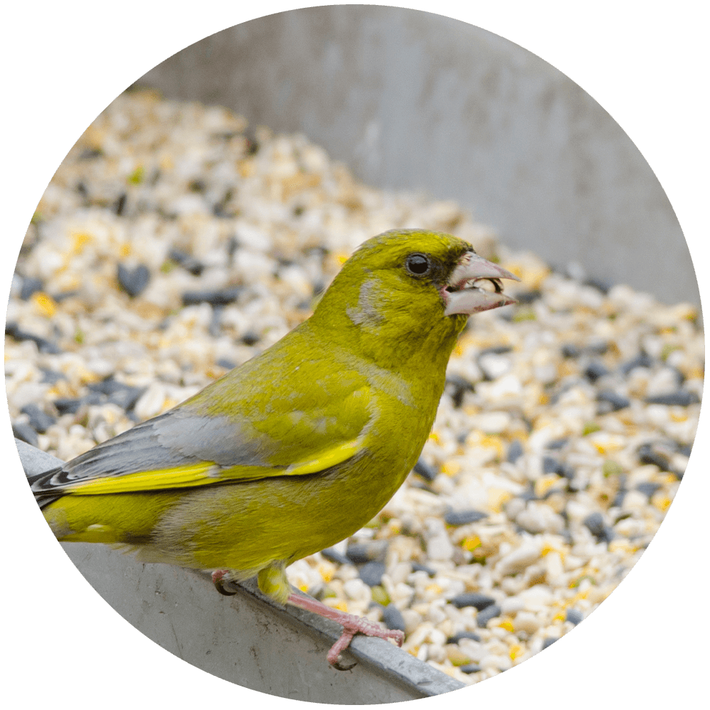 A greenfinch