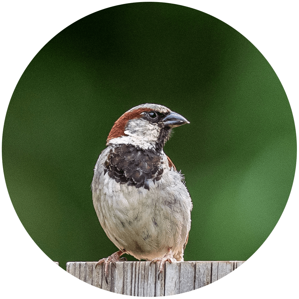 A house sparrow