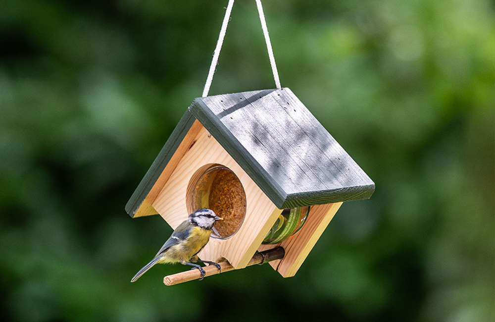 Blaumeise frisst Vogel-Erdnussbutter aus dem Cork-Futtersystem