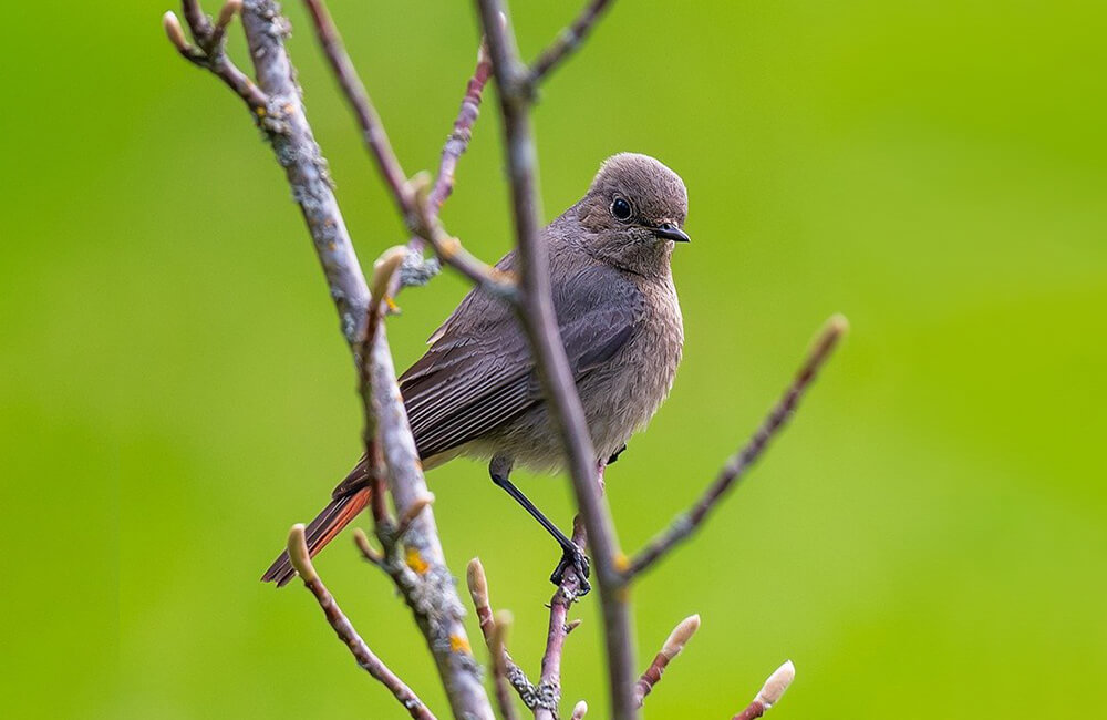 Gartenrotschwanz Weibchen: Ein Wunderbarer Vogel zum Zeichnen!